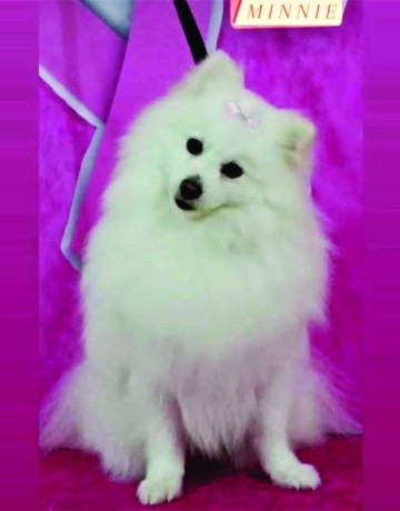 cachorrinha-perdina-big-0