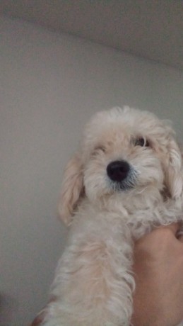 cachorrinha-perdida-procura-se-mili-big-1