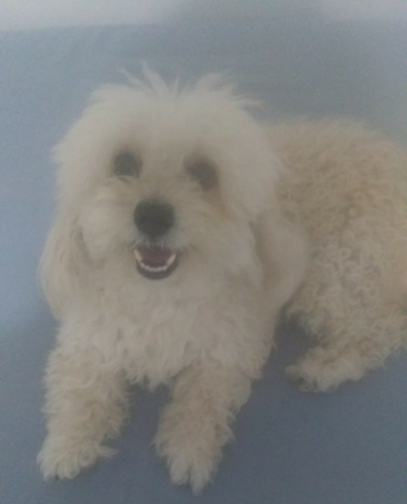 cachorrinha-perdida-procura-se-mili-big-2