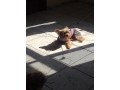 cachorrinho-desaparecido-small-0
