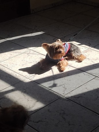 cachorrinho-desaparecido-big-0