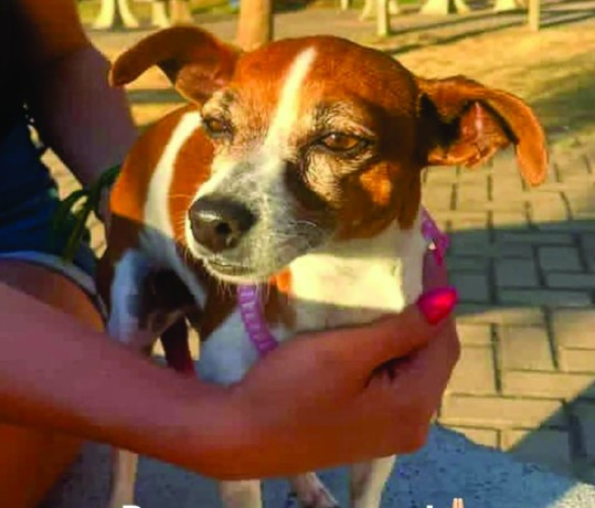 urgente-cachorrinha-desaparecida-big-0