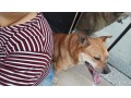 cachorro-perdido-na-rua-alberto-werner-small-1