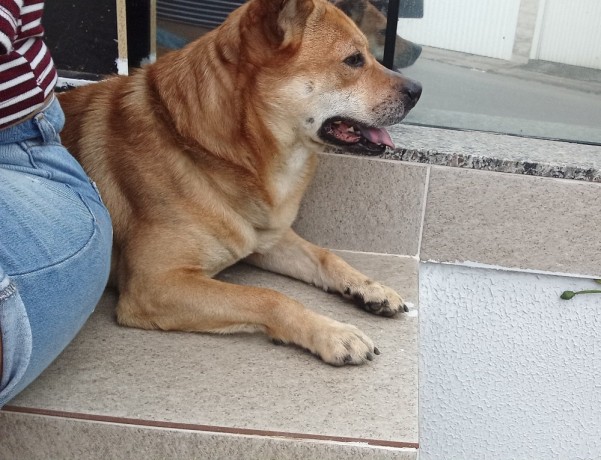 cachorro-perdido-na-rua-alberto-werner-big-0