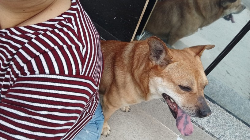 cachorro-perdido-na-rua-alberto-werner-big-1