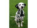 procura-se-dalmata-small-0