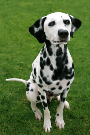 procura-se-dalmata-big-0