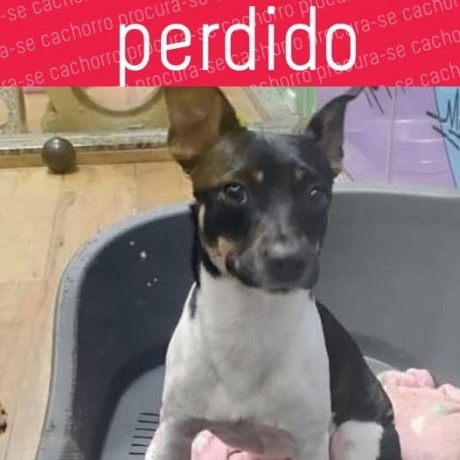 cao-perdido-procura-se-theo-big-0