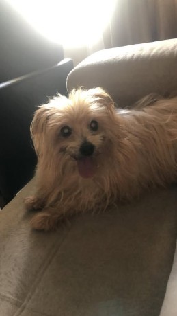 cachorrinho-perdido-ajude-a-encontrar-o-lucky-big-0