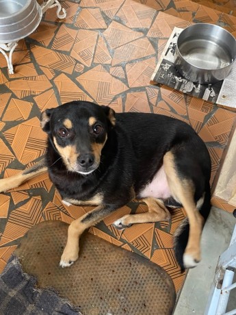 cachorrinhos-perdidos-big-0